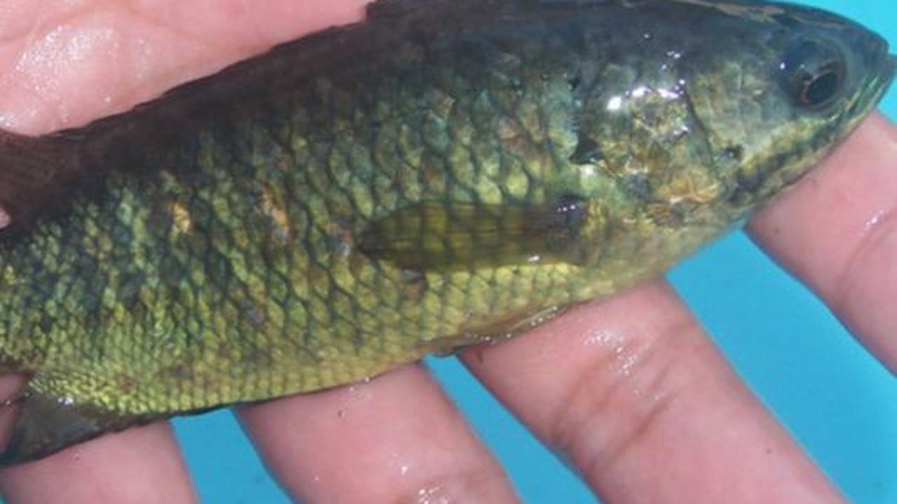 Ikan Betok