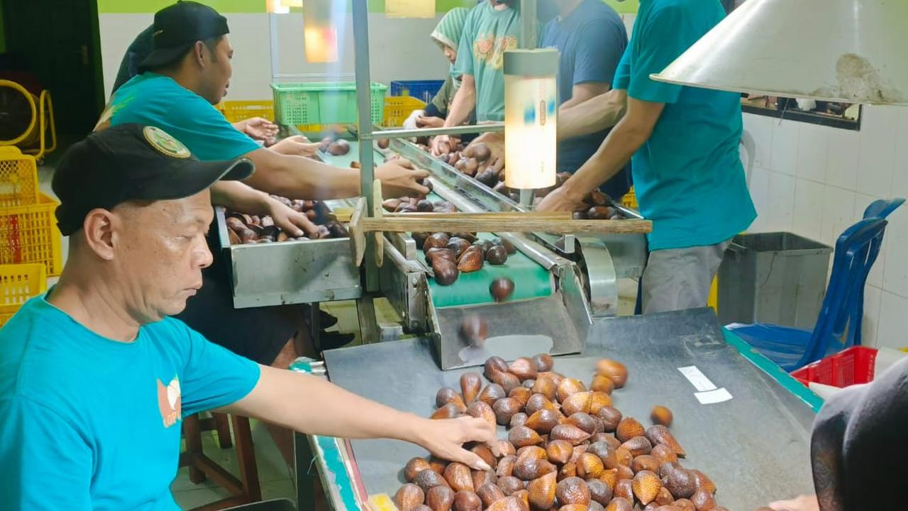 Sempat Dihentikan, Karantina Jateng Kembali Ekspor Salak ke China Sebanyak 78,5 Ton