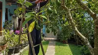 Cara Merangsang Pohon Buah agar Cepat Berbunga dan Berbuah, Hasilkan Panen Berkualitas