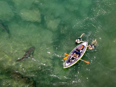 Pemandangan udara hiu yang berenang di dekat kayak tiup di perairan Laut Mediterania dangkal di lepas pantai kota Hadera di utara Tel Aviv, Israel, Selasa (20/4/2021). Lusinan hiu pasir yang dapat tumbuh hingga mencapai tiga meter itu mendadak berkumpul di lepas pantai Israel utara. (JACK GUEZ/AFP)