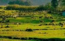 15 Wisata Ciwidey yang Populer dan Wajib Dikunjungi, Tawarkan Keseruan dan Pesona Alam