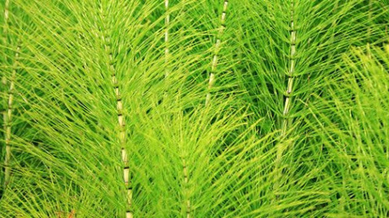 Ekor Kuda (Horsetail)