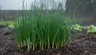 Cara Merawat Daun Bawang Saat Musim Hujan agar Tidak Busuk dan Tetap Subur