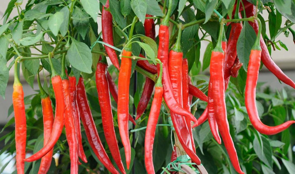 1. Cabai Merah