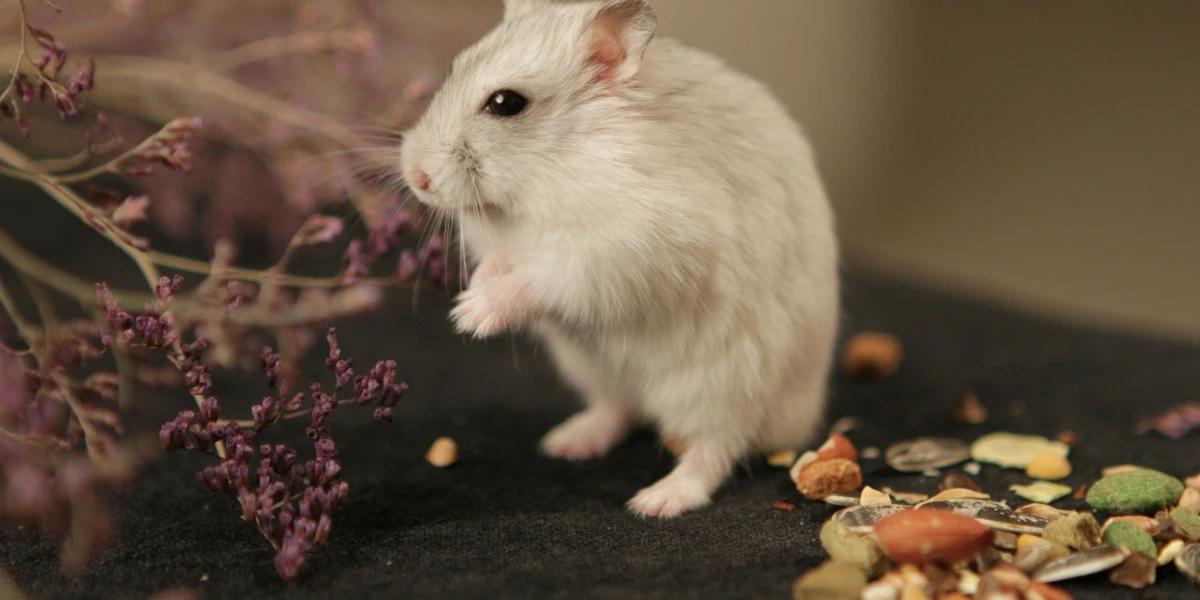 Ilustrasi Tikus