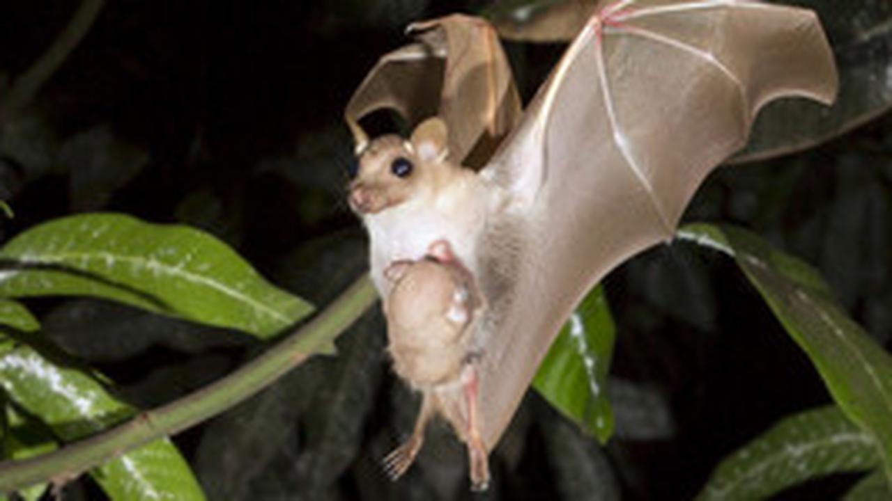 Waspada! 4 Hewan yang Paling Berisiko Menyebarkan Virus Rabies