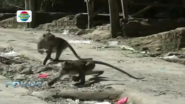 Makanan di Hutan Habis, Ratusan Kera Liar Serbu Pasar Ponorogo