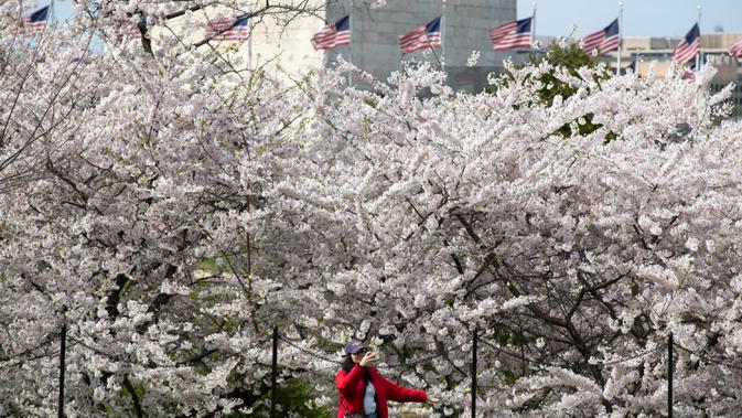 Seorang pengunjung mengambil gambar saat berjalan di pohon sakura yang mekar penuh di National Mall, di Washington, Minggu (22/3/2020). Puncak mekar bunga sakura tahun ini disebut-sebut yang paling cepat sejak 2012 tersebut  bertepatan dengan wabah pandemi virus corona. (AP/Jose Luis Magana)