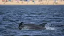 Lumba-lumba berenang di Tagus melewati perahu pengamat spesies laut di lepas pantai Lisbon, Portugal pada 7 Agustus 2021. Sejak adanya pembatasan aktivitas warga akibat pandemi covid-19 (lockdown), lumba-lumba telah kembali ke muara Tagus. (PATRICIA DE MELO MOREIRA / AFP)