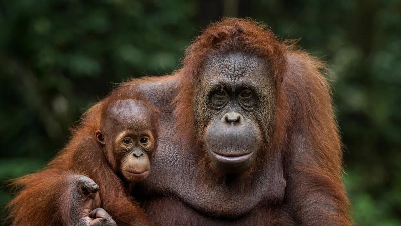 Orangutan
