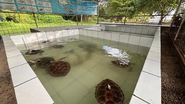 Penangkaran penyu di Pantai Lalasa, Tanjung Lesung. (Liputan6.com/Luqman Rimadi)