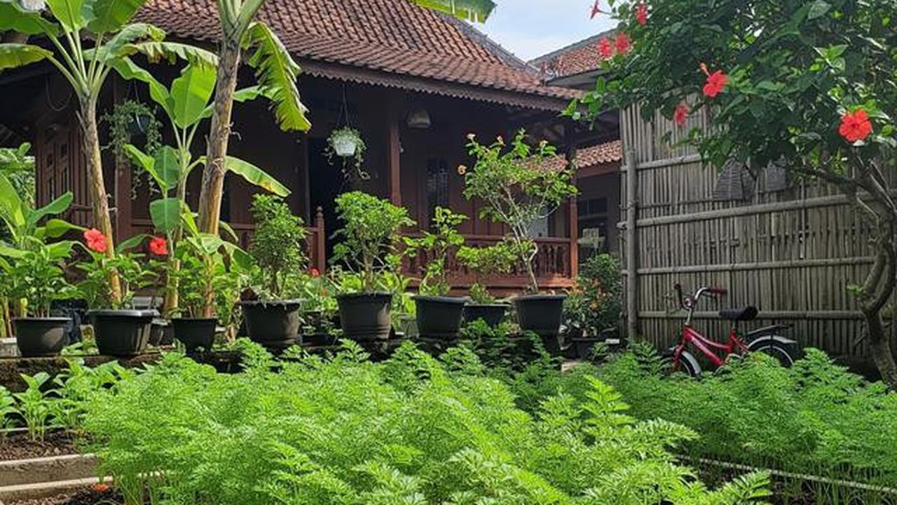 Kesalahan Ibu Rumah Tangga Saat Menanam Sayur di Pekarangan yang Sering Membuat Gagal Panen