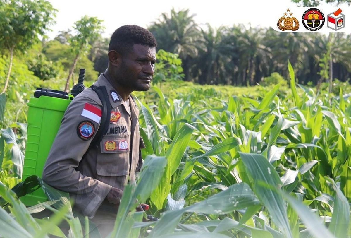 Brigpol Viktor Merani Menanam Berbagai Jenis Tanaman Pangan di Papua