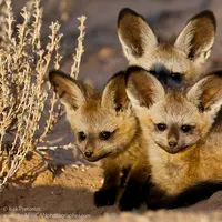 Sudah pernah melihat wujud bayi hewan berikut ini? (Via: boredpanda.com)