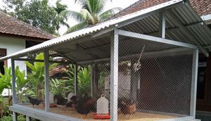 Ilustrasi Kandang Ayam. (Foto: AI)