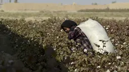 Seorang gadis membawa sekarung kapas hasil panen di sebuah ladang di Distrik Dawlatabad, provinsi Balkh (28/10/2021). Populasinya adalah 101.900 orang. Ibukotanya adalah desa Dowlatabad pada ketinggian 298 m di atas permukaan laut. (AFP/Wakil Kohsar)