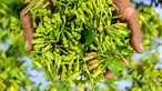 Seorang petani menunjukkan segenggam cengkih atau cengkeh yang telah dipetik setelah panen di sebuah hutan di Lhoknga, provinsi Aceh, pada 30 Januari 2024. (CHAIDEER MAHYUDDIN/AFP)