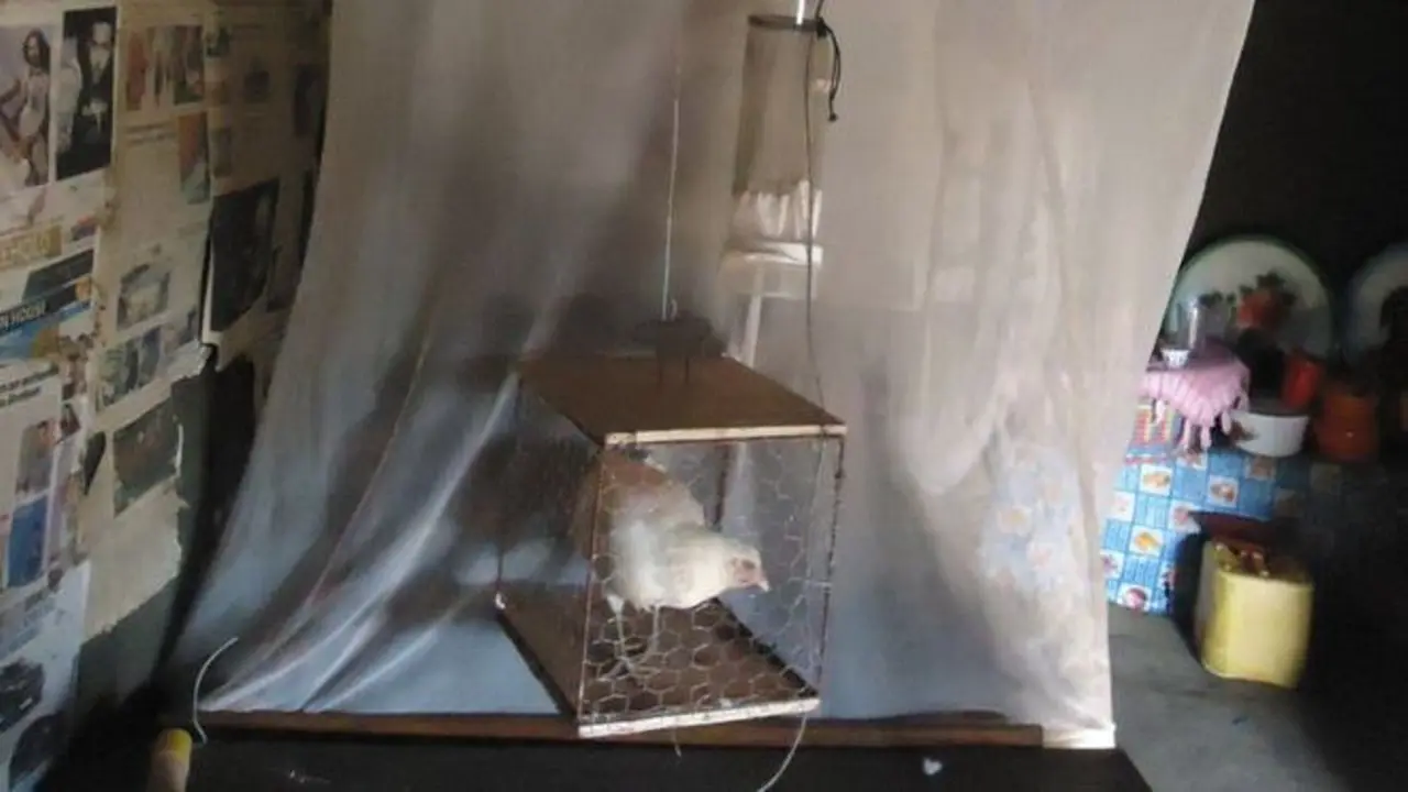 Aroma ayam diyakini membuat nyamuk malaria menjauh
