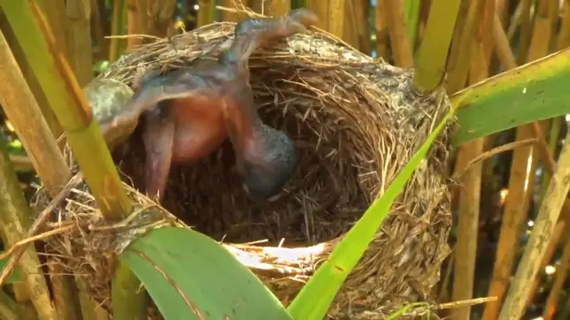 Bayi Burung Kukuk (Foto Screenshot Twitter @FrVerheggen)