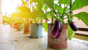 Cara Menanam Terong di Kaleng Cat Bekas (Foto: Reve Art AI)