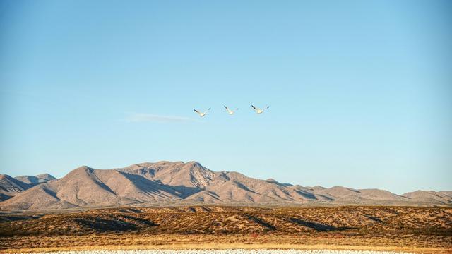Bosque del Apache