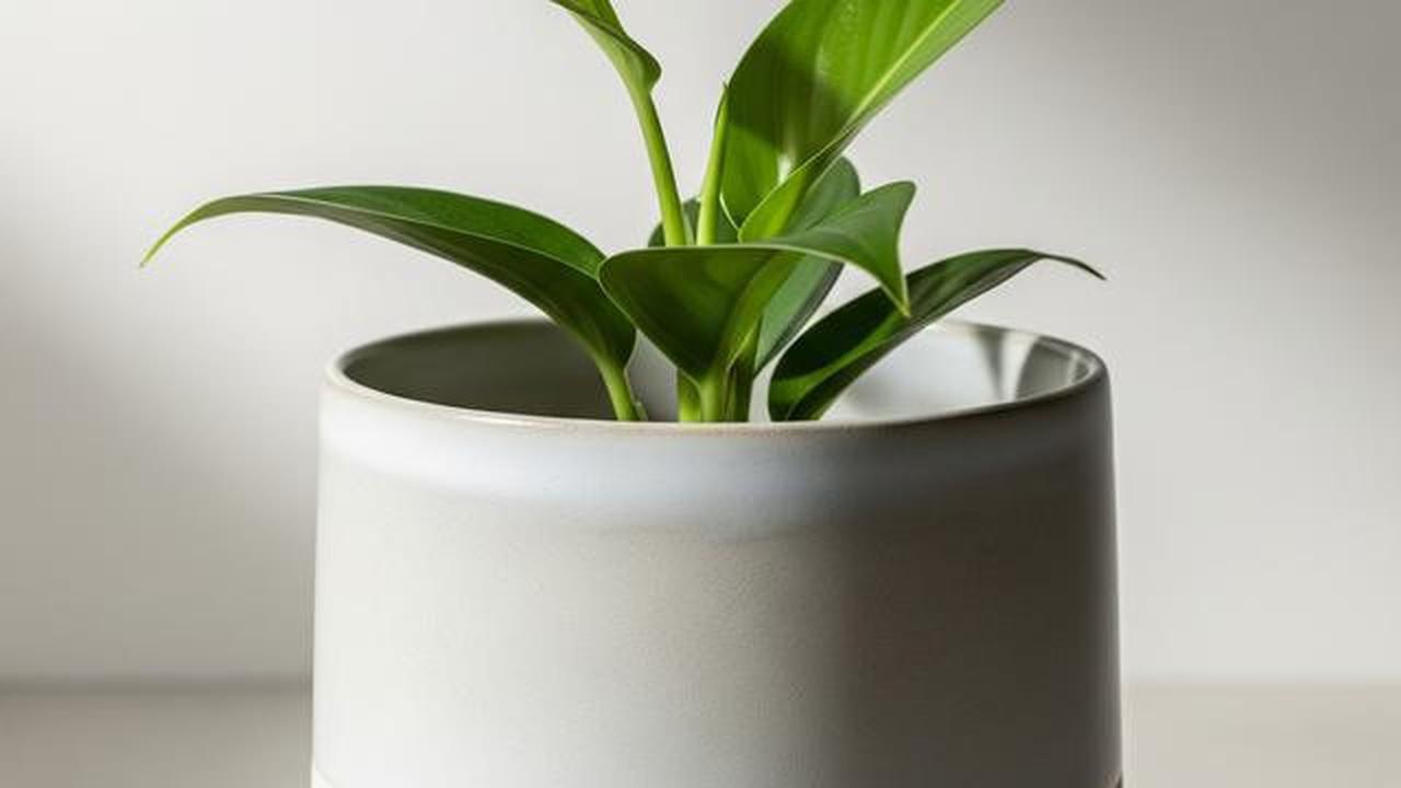 7 Model Pot Bunga dari Tanah Liat hingga Beton: Mana yang Paling Cocok untuk Teras Rumahmu?