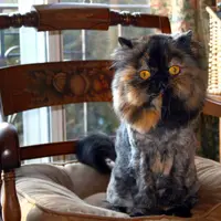 Kocaknya Saat Hewan Peliharaan Kamu Punya Kumis dan Alis Alami