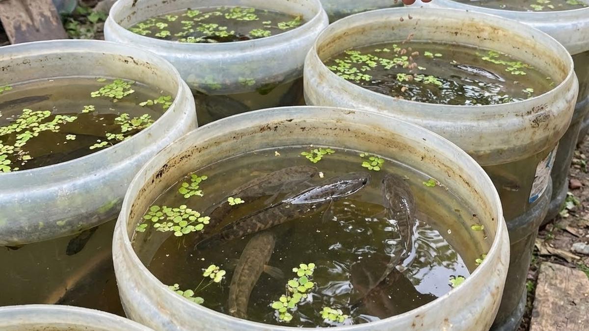 Ternak Ikan Gabus dalam Galon, Ini 7 Tips Mengatur Air agar Tidak Bau dan Keruh