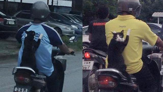 Potret Lucu Saat Hewan Dibonceng Pakai Motor Ini Bikin Ketawa, Anteng Bange