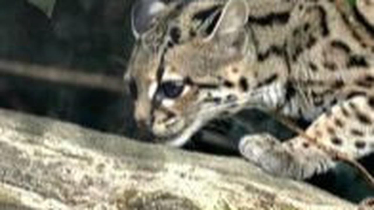 7. Margay<br>