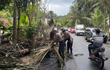 Kronologi Mobil Angkut Turis Swiss Tertimpa Pohon, Korban Luka-luka dan Patah Lutut