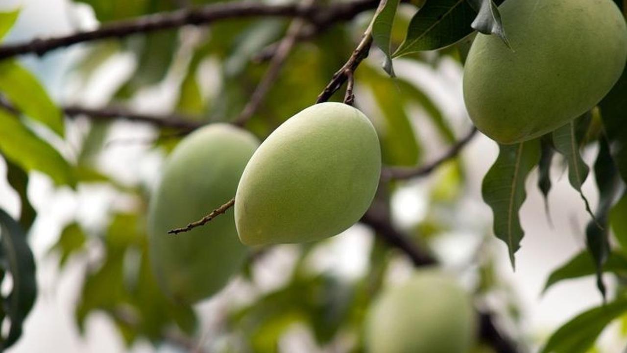 Mangga merupakan jenis buah yang banyak digemari masyarakat di Indonesia. Buah bernama latin <i>Mangifera indica</i> ini banyak tumbuh di Indonesia meski asalnya dari India.
