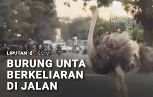 Burung Unta Berkeliaran di Jalan