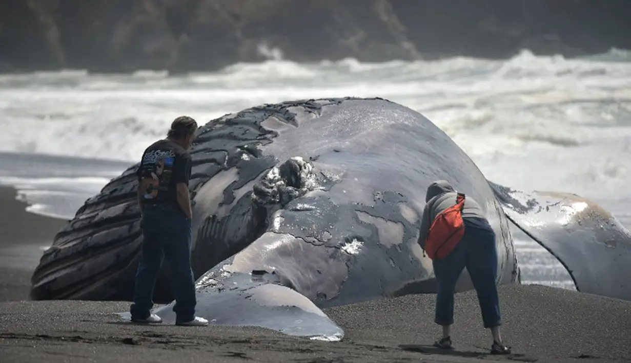 Sejumlah orang melihat lebih dekat paus bungkuk yang terdampar di Pantai Pacifica, California, Selasa (5/5/2015). Ini merupakan paus kedua yang terdampar di kawasan California Utara dalam tiga pekan terakhir. (AFP PHOTO/Josh Edelson)