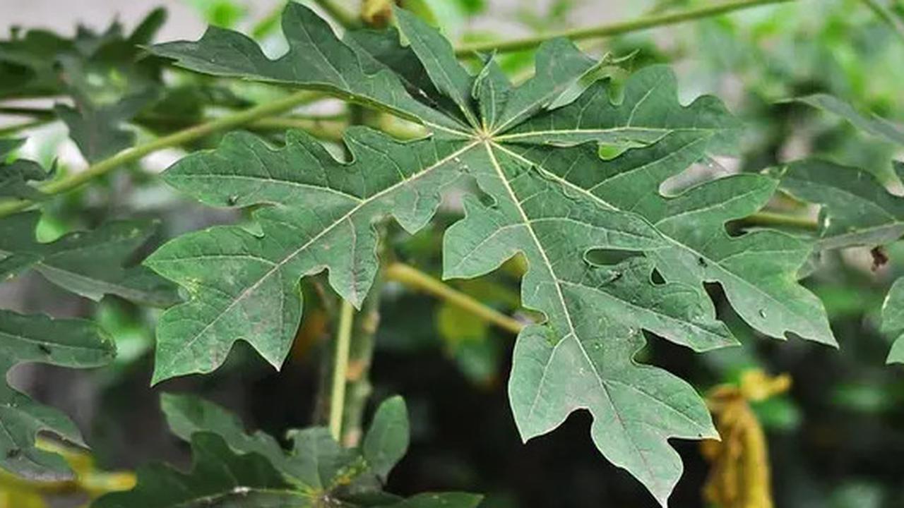 Cara Mudah Mengolah Daun Pepaya Agar Tidak Pahit, Begini Triknya