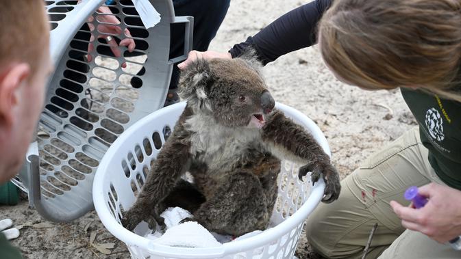 Humane Society International Crisis Response Specialist Kelly Donithan (kanan) memeriksa koala yang terluka di Pulau Kanguru, Australia, 15 Januari 2020. Sebelumnya, hewan asli Australia tersebut berstatus 'rentan' sejak tahun 2012. (PETER PARKS/AFP)