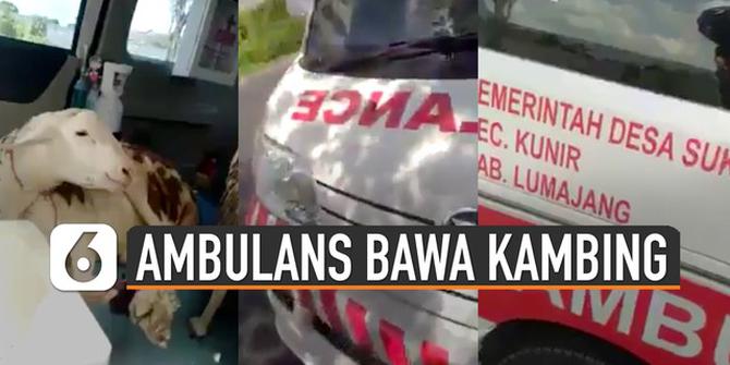 VIDEO: Viral Ambulans untuk Bawa Kambing