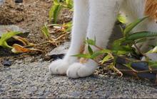 Penyebab Bau Mulut pada Kucing, Ketahui Cara Mengatasinya