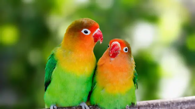13 Cara Membedakan Lovebird Jantan dan Betina yang Benar, Perhatikan Ciri-Ciri Fisiknya