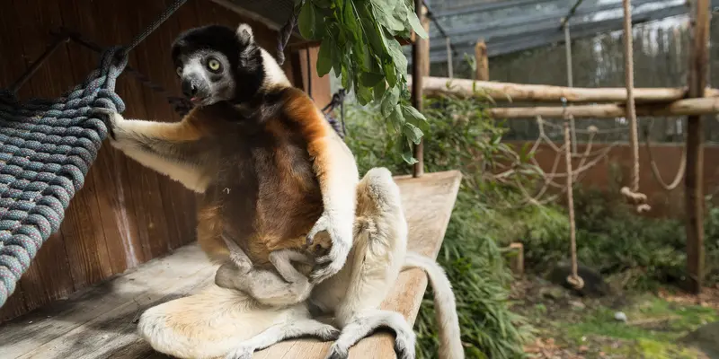 Lemur Madagaskar