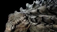 Temuan Dinosaurus Lapis Baja Berusia 110 Juta Tahun, Seperti Apa?