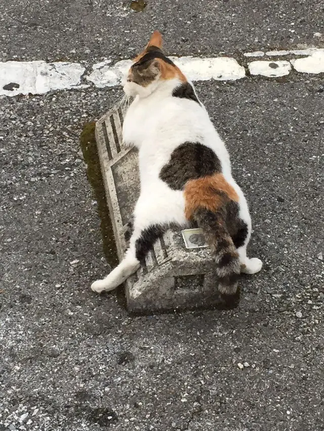 8 Potret Gemas Kucing Bersantai di Bumper Parkiran