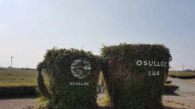 Osulloc tea garden