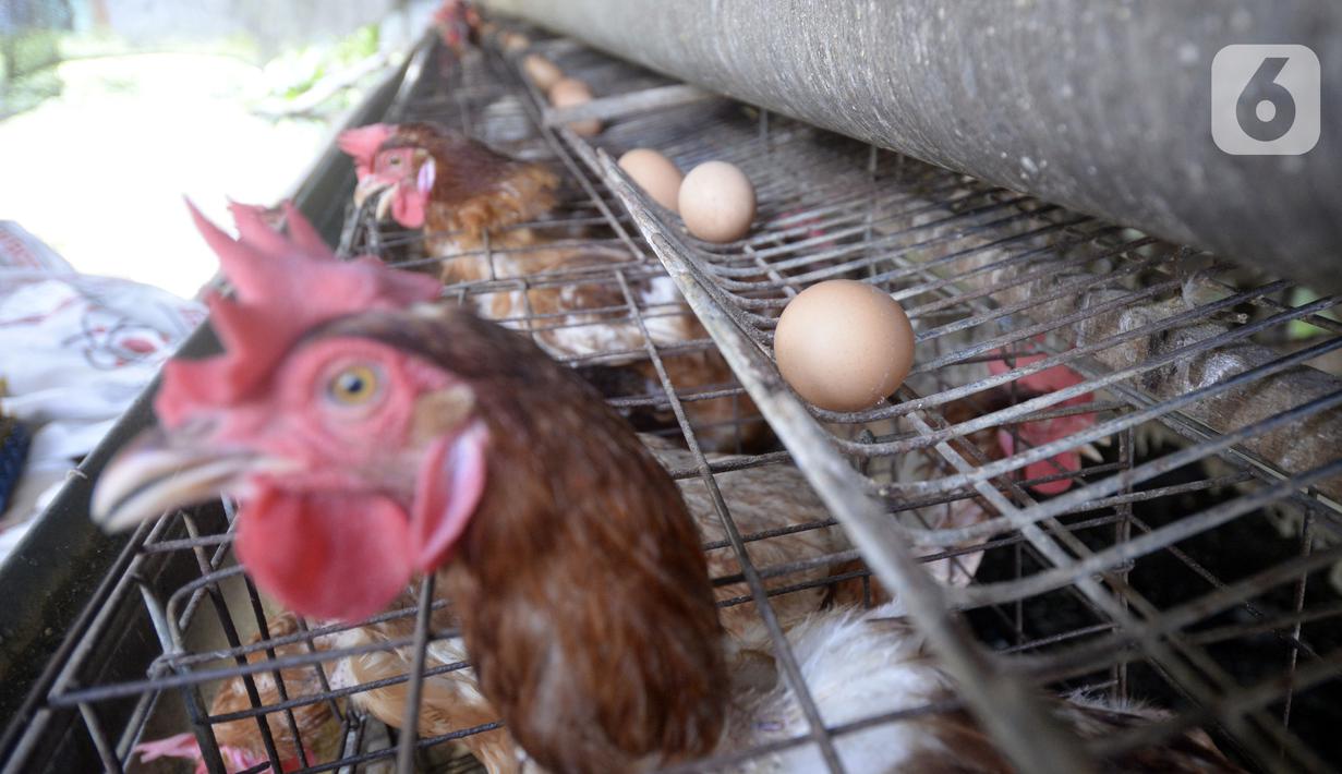 Telur ayam yang siap dikirim ke pasar terlihat di sebuah peternakan di Desa Pengasinan, Gunung Sindur, Kabupaten Bogor, Jawa Barat, Selasa (6/10/2020). Harga telur eceran sempat mencapai Rp 24 ribu per kilogram, sekarang turun Rp 18,500 per kilogram. (merdeka.com/Dwi Narwoko)