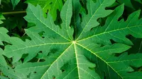 Daun pepaya (Sumber: iStock)