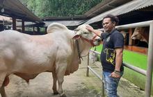Satrio Utomo, Sapi Satu Ton Milik Aipda Zuli 'Dipinang' Jokowi Jadi Hewan Kurban di DIY
