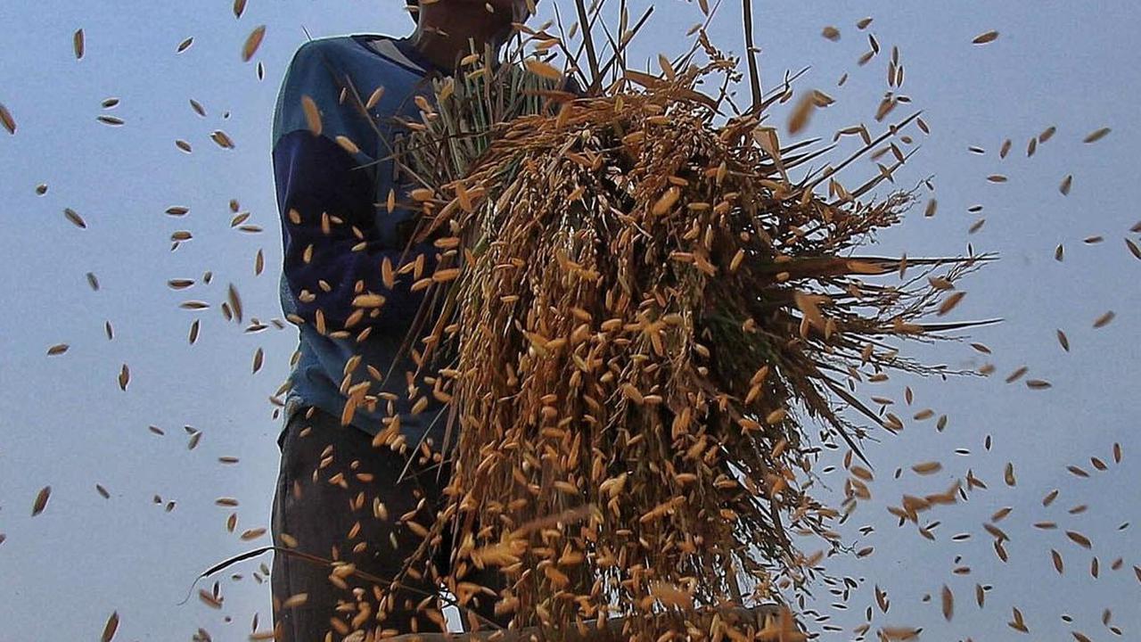 Terserang El Nino dan Anomali Mahalnya Harga Beras
