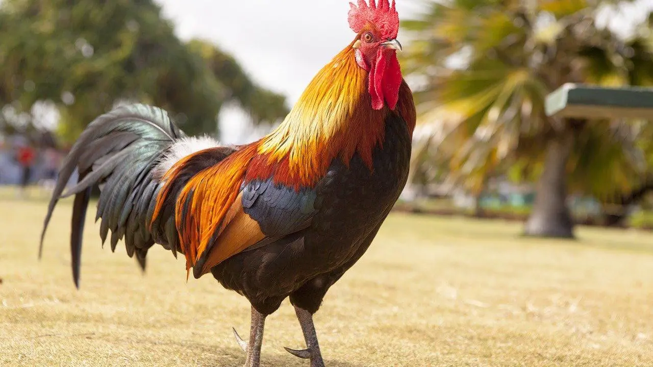 6 Cara Mudah Memelihara Ayam Jantan agar Tumbuh Sehat dan Aktif
