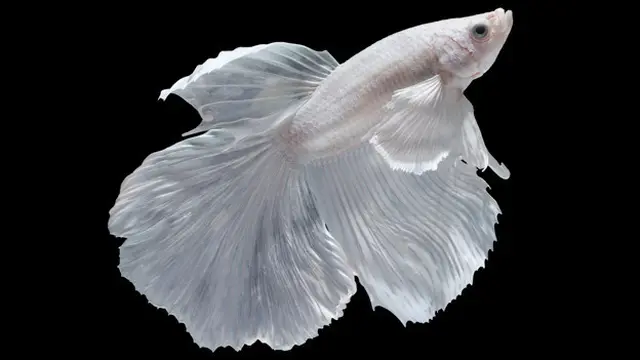 Ilustrasi ikan cupang