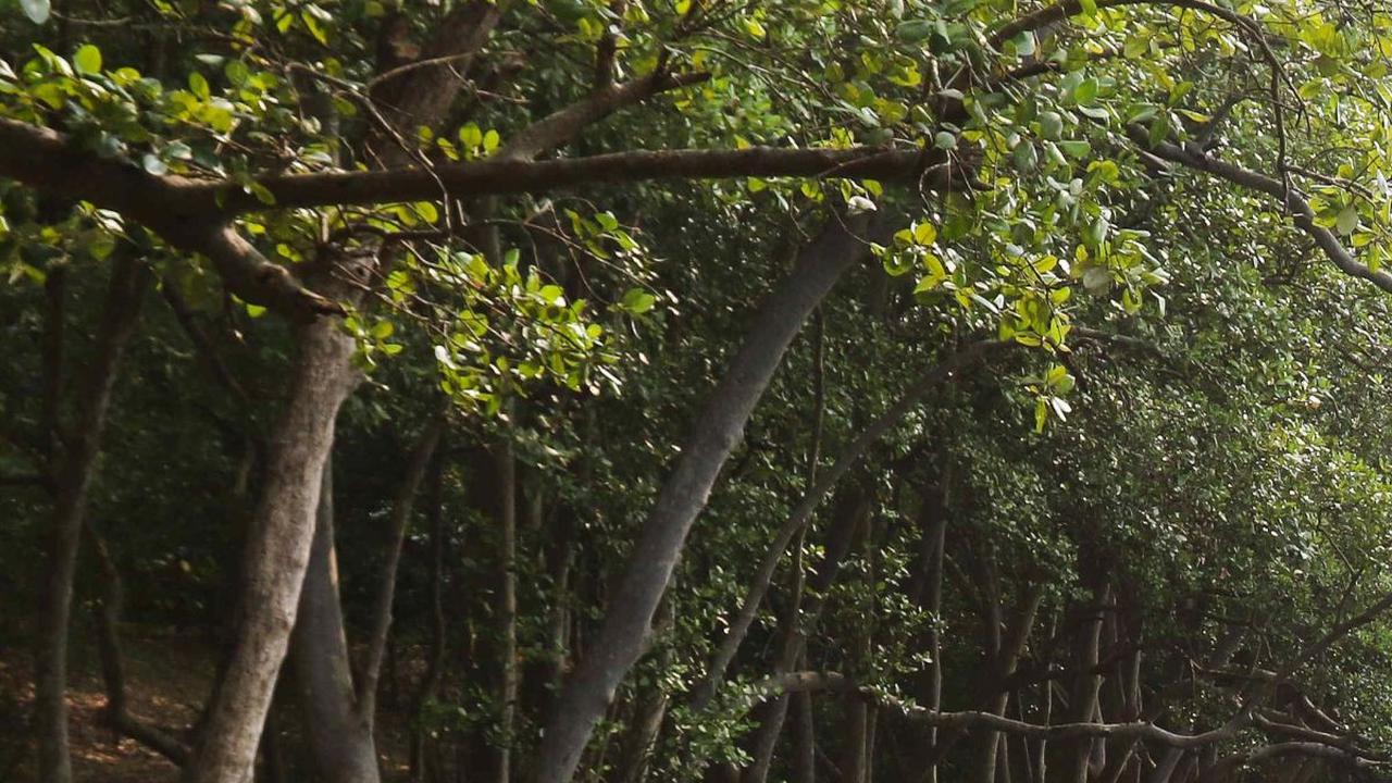 Ekowisata Mangrove PIK terbagi menjadi empat kawasan dikarenakan akibat terbelah oleh jalur hijau Jalan Tol Sedyatmo.